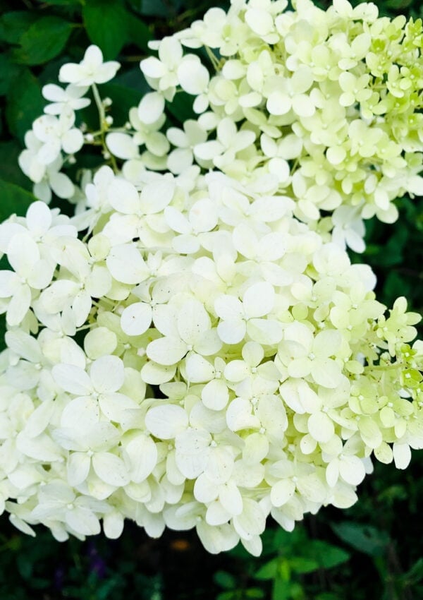 12 Beautiful Purple Flowers For Your Summer Garden Hope & Hedges