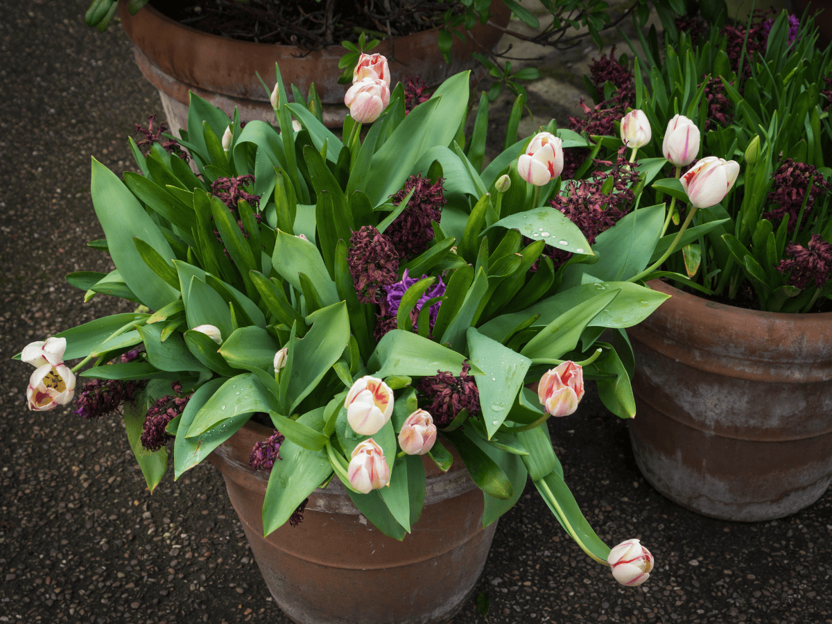 Planting Bulbs In Pots (How I Grew Tulips In My Garage!) Hope And Hedges