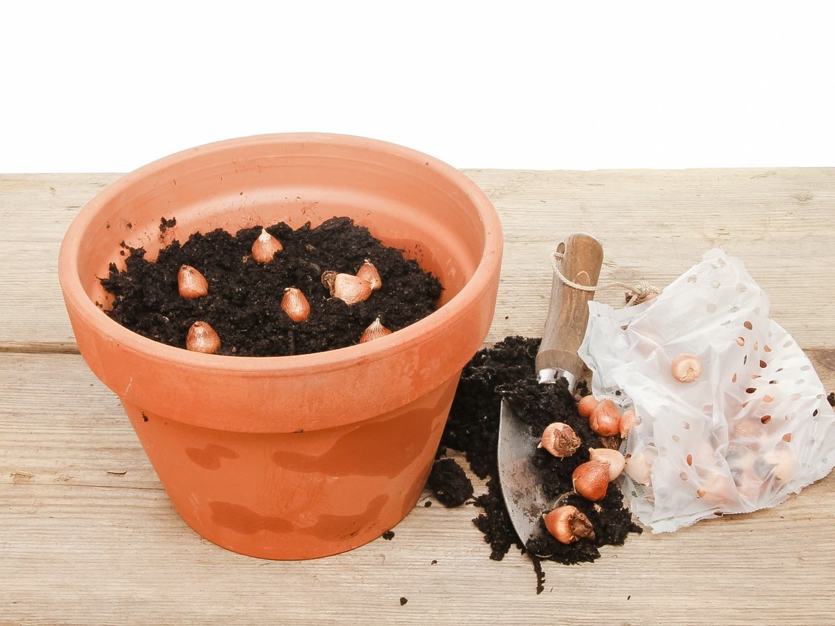 Planting Bulbs In Pots (How I Grew Tulips In My Garage!) Hope And Hedges