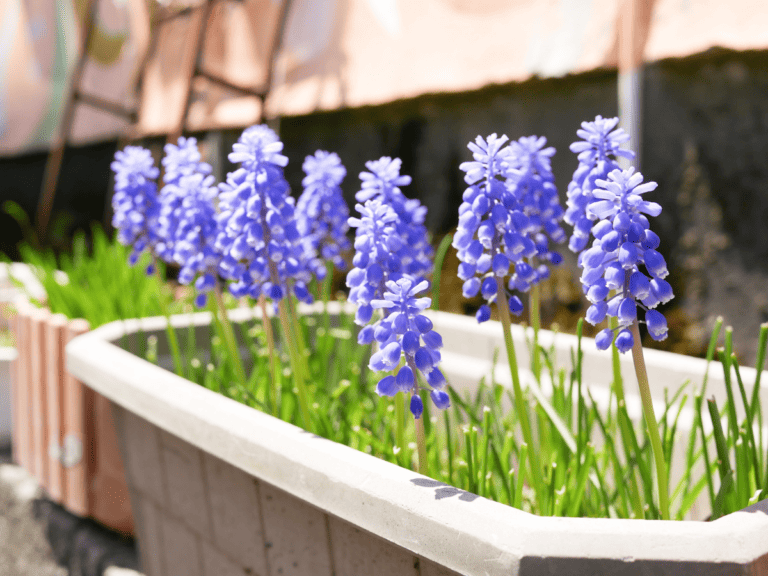 Planting Bulbs In Pots (How I Grew Tulips In My Garage!) Hope And Hedges