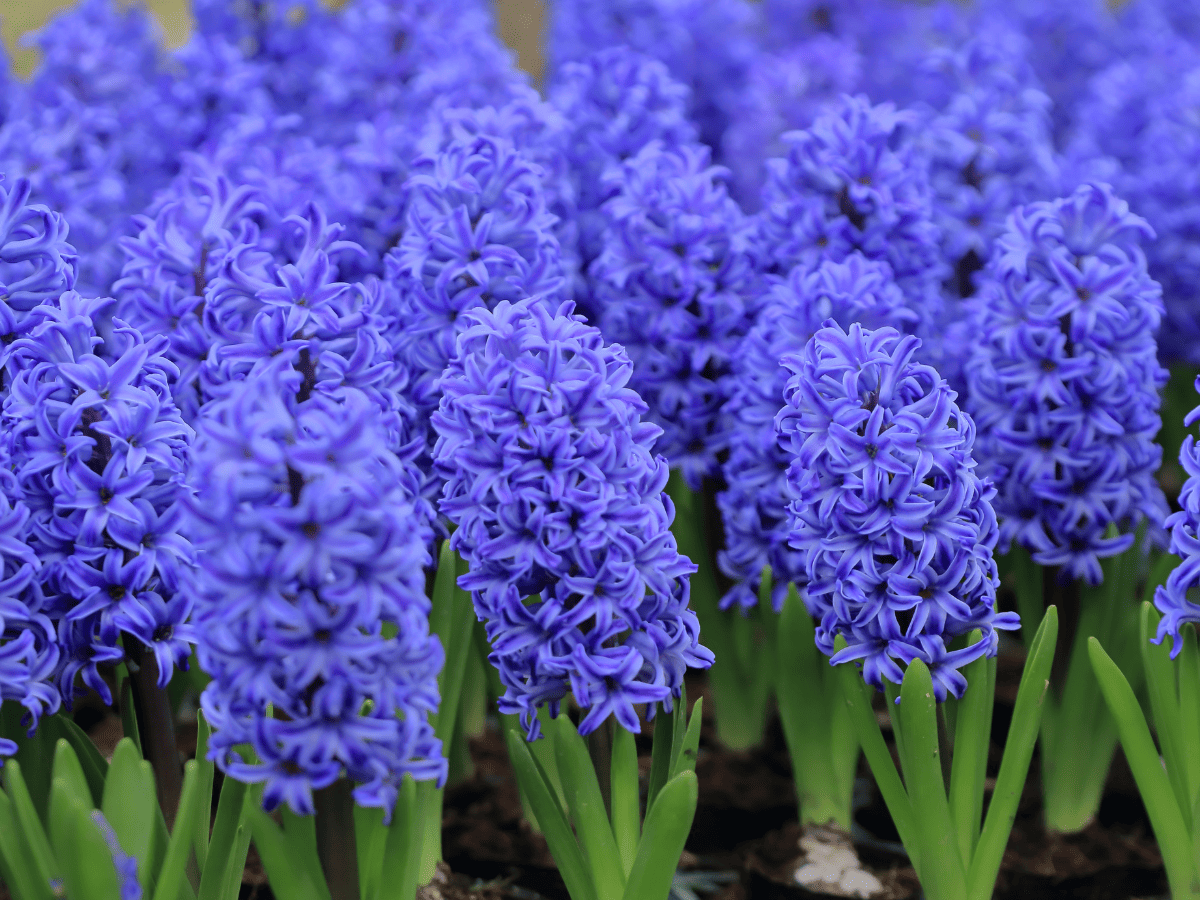 Planting Bulbs In Pots (How I Grew Tulips In My Garage!) Hope And Hedges