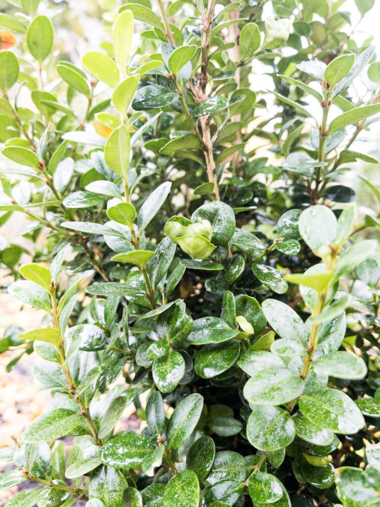 Boxwood Shrub