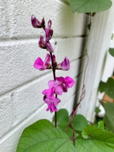 Hyacinth Bean Vine | Hope And Hedges