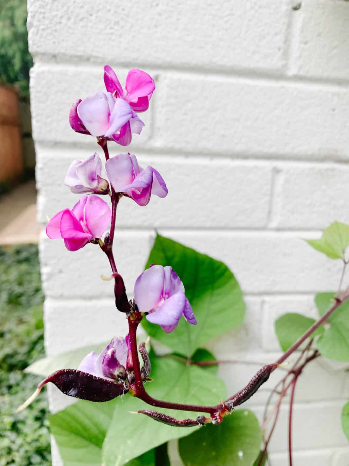 Hyacinth Bean Vine Hope And Hedges