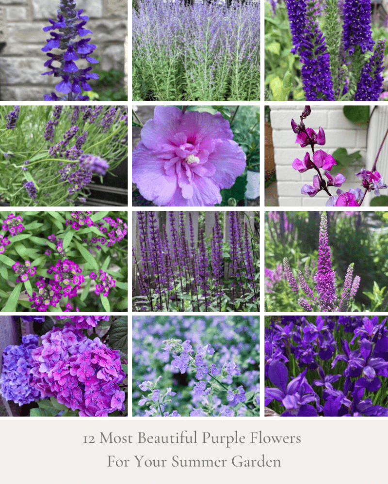 12 Beautiful Purple Flowers For Your Summer Garden Hope And Hedges
