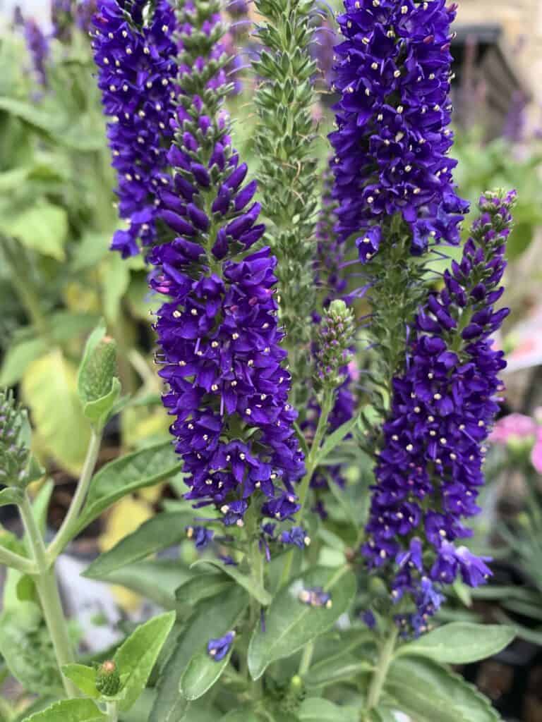 Vernique Blue Veronica (Spiked Speedwell), beautiful purple flower