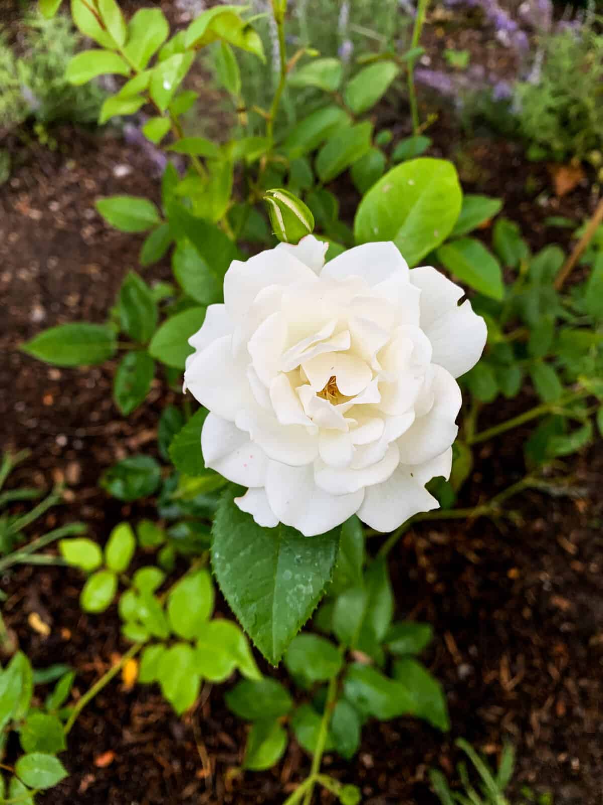 Striking White Garden Roses for Elegant Landscapes