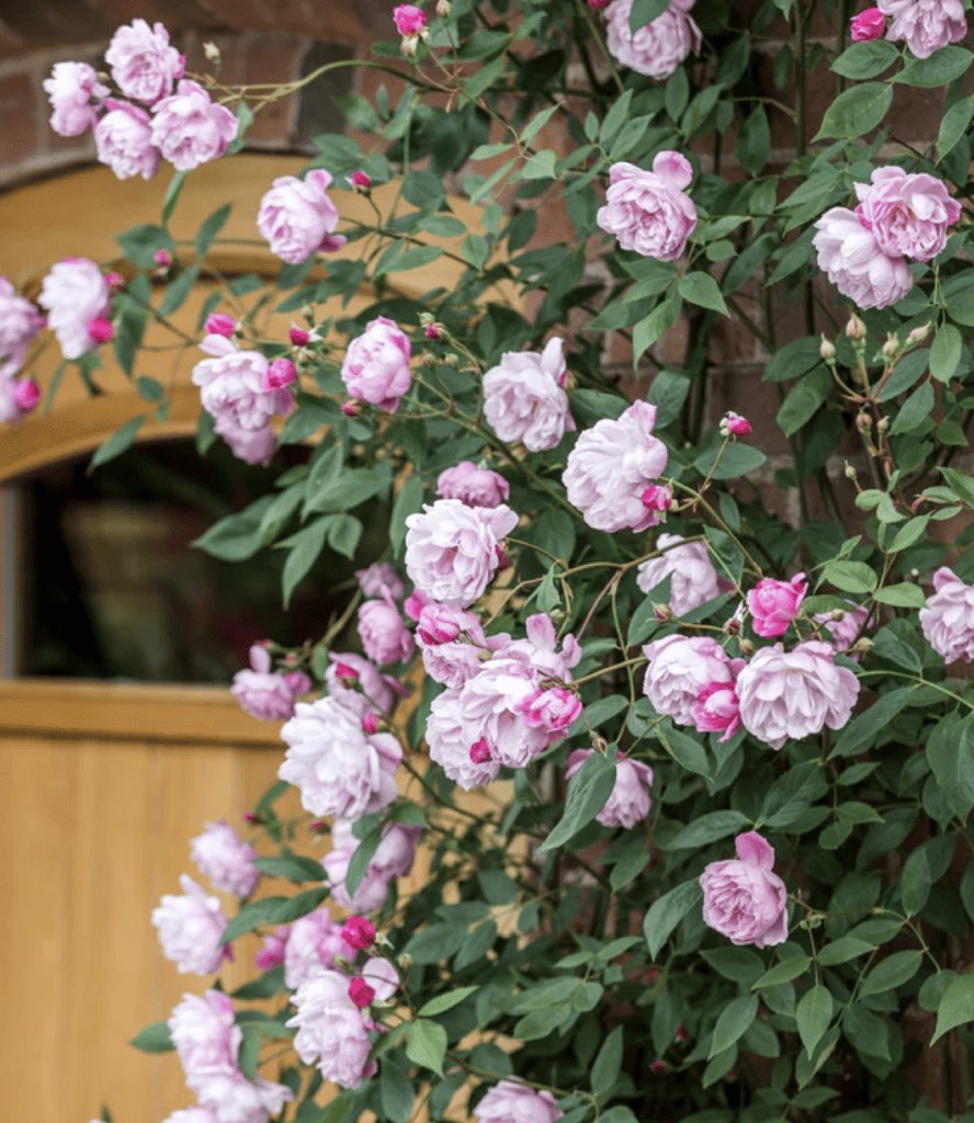 climbing garden rose