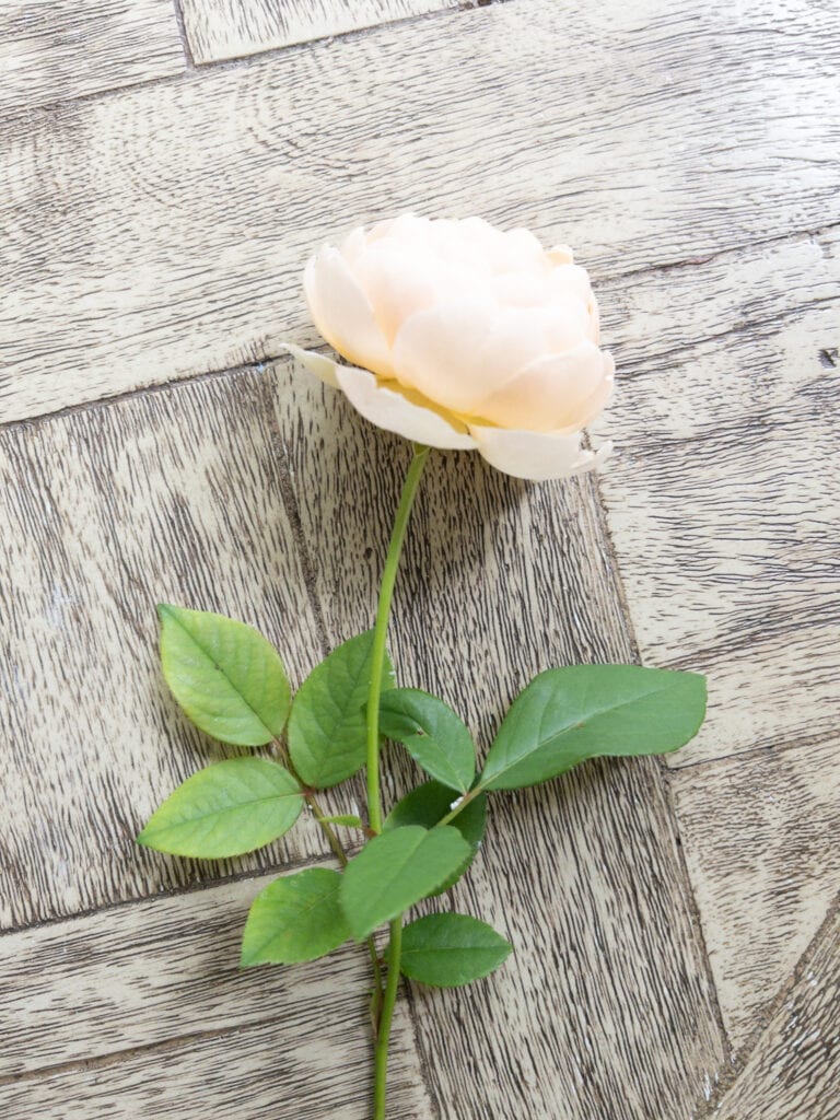 Cut garden rose