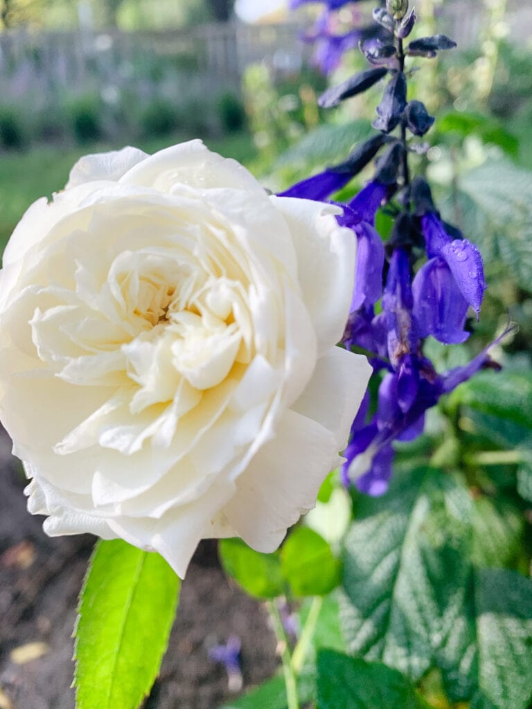 Garden Rose Companion Plant