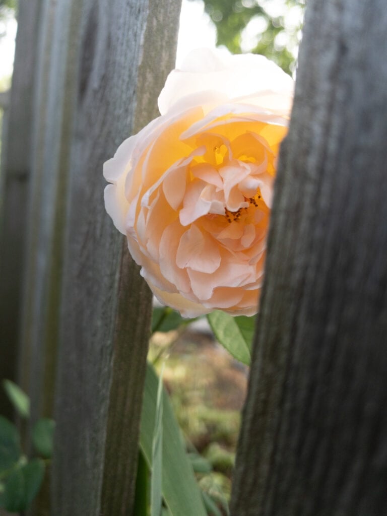 Garden rose along fence