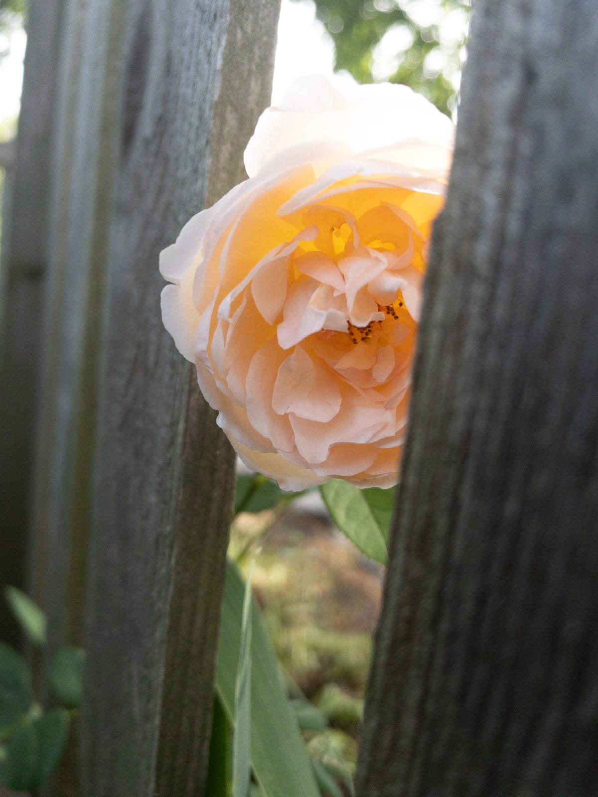 Pass Along Roses Garden Rose Tips and Tricks (Everything You Need To Know Before ...