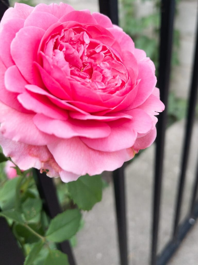 Garden rose through fence
