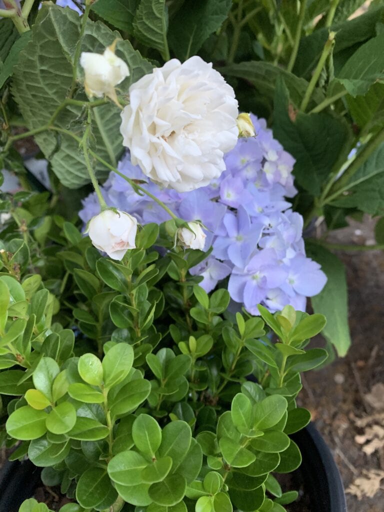 Garden Rose Companion Plant