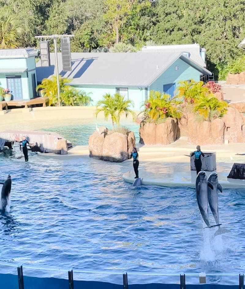 For Seaworld SeaWorld Orlando Tips (For Visiting With Kids!) | Hope And Hedges