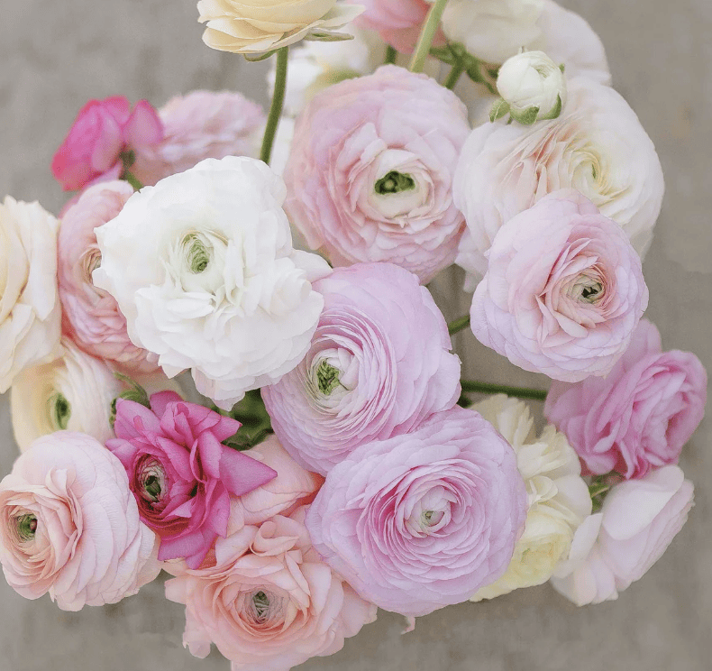 Italian Ranunculus Purple The Complete Guide To Ranunculus Corms (Plus Pre-Sprouting Tips ...