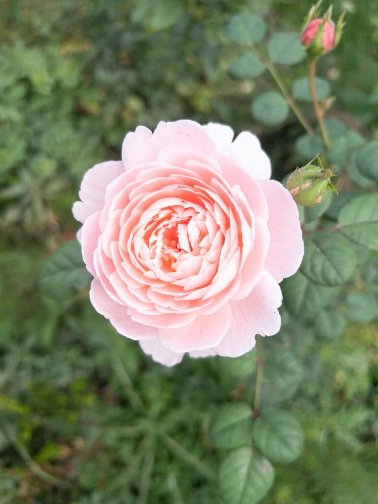 Queen of Sweden Rose