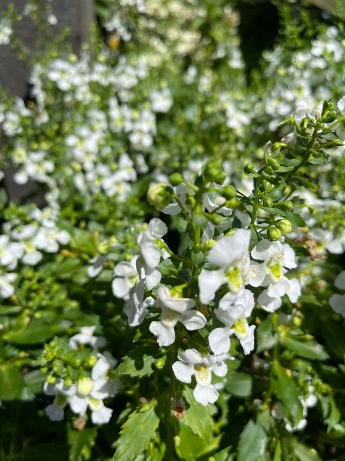 16+ White Annual Flowers 7 White Annual Flowers That Bloom All Summer Long | Hope And Hedges