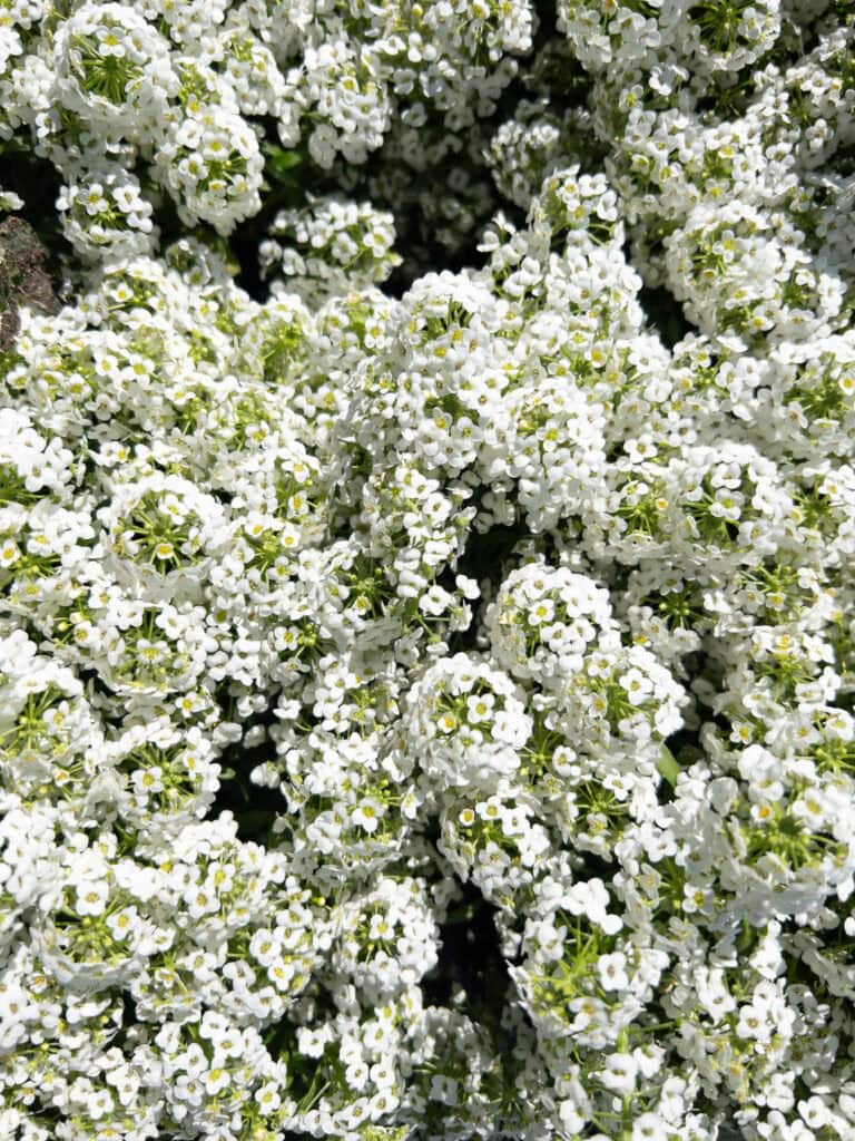 White Annual Flowers