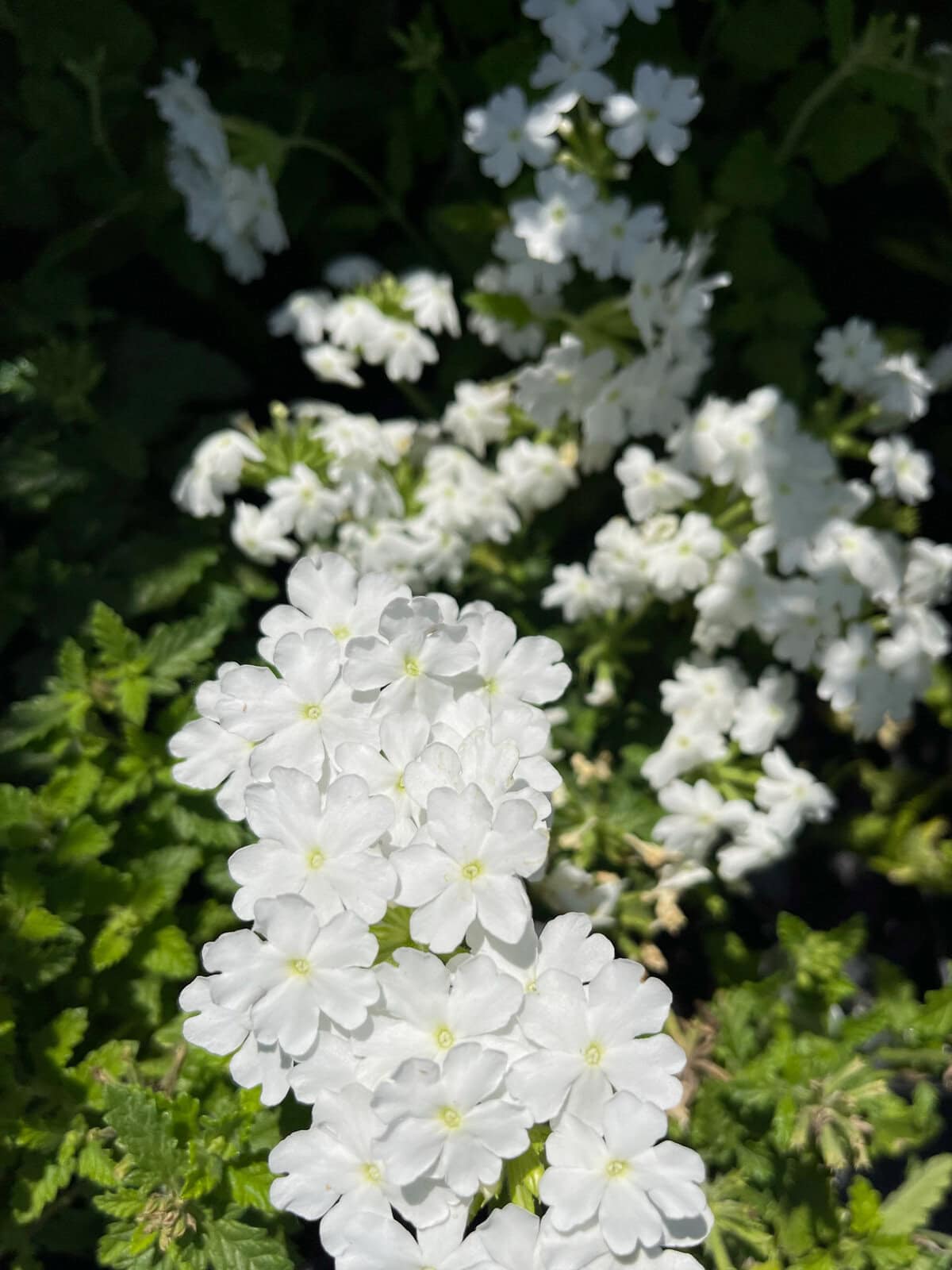 16+ White Annual Flowers 7 White Annual Flowers That Bloom All Summer Long | Hope And Hedges